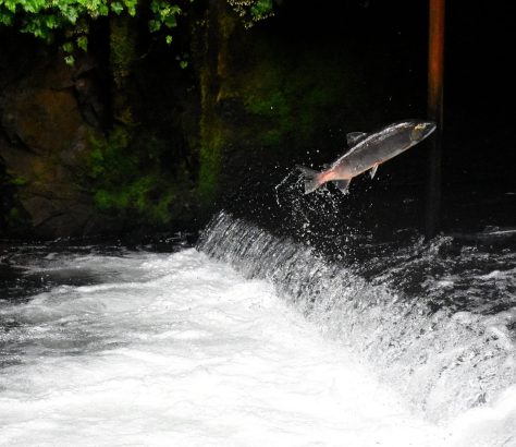 Salmon Fishing Tips